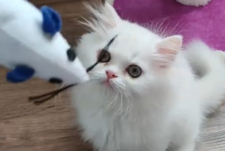 Foto 4 van perzische pers kittens